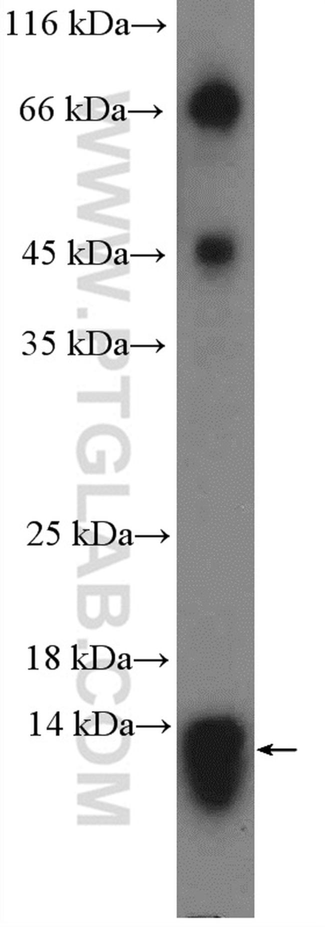 PAM16 Antibody in Western Blot (WB)