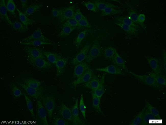 RCL1 Antibody in Immunocytochemistry (ICC/IF)