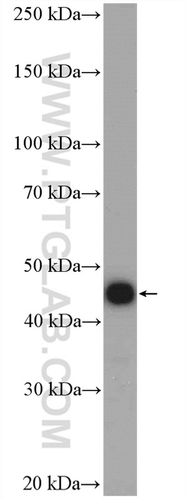 RCL1 Antibody in Western Blot (WB)