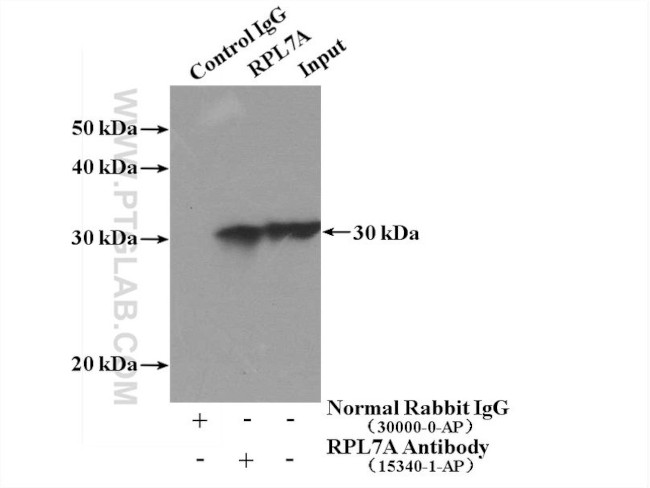 RPL7A Antibody in Immunoprecipitation (IP)