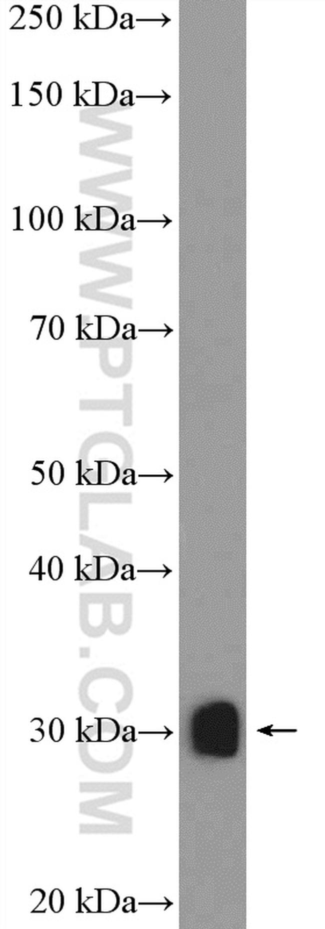 RPL7A Antibody in Western Blot (WB)