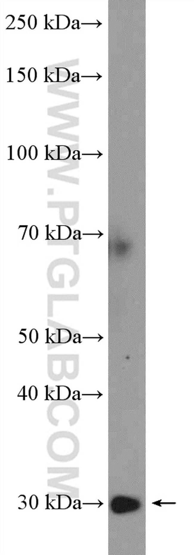 RPL7A Antibody in Western Blot (WB)