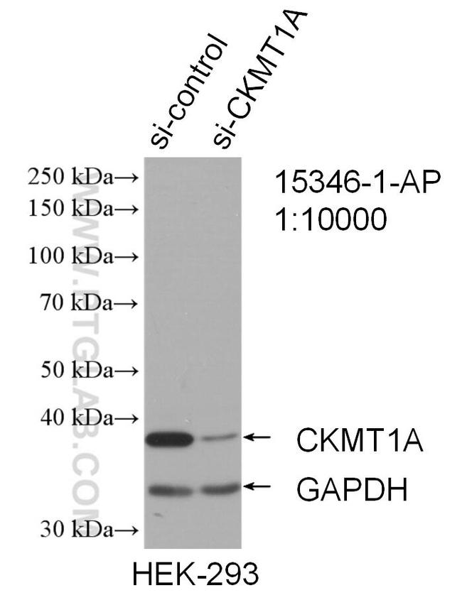 CKMT1A Antibody in Western Blot (WB)