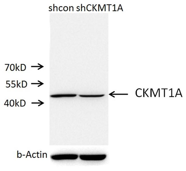 CKMT1A Antibody in Western Blot (WB)