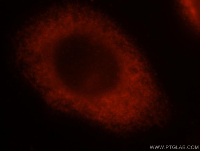 PA2G4 Antibody in Immunocytochemistry (ICC/IF)