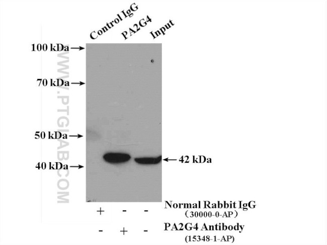 PA2G4 Antibody in Immunoprecipitation (IP)