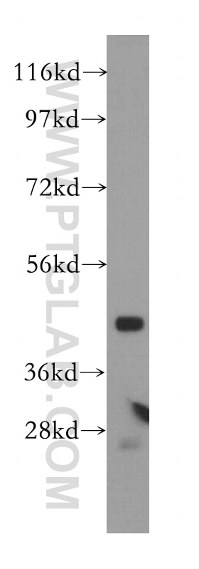 PA2G4 Antibody in Western Blot (WB)