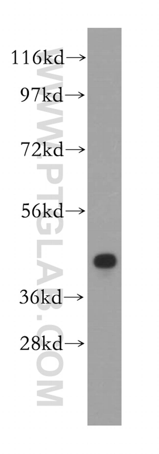 PA2G4 Antibody in Western Blot (WB)