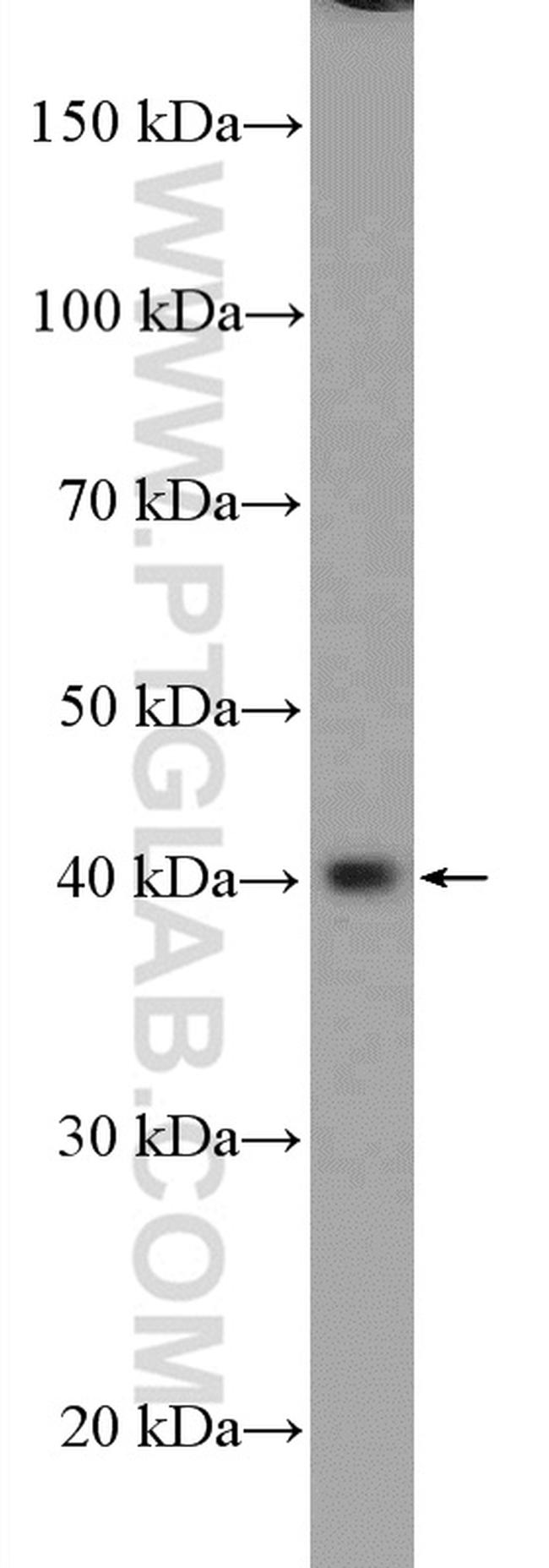 PA2G4 Antibody in Western Blot (WB)