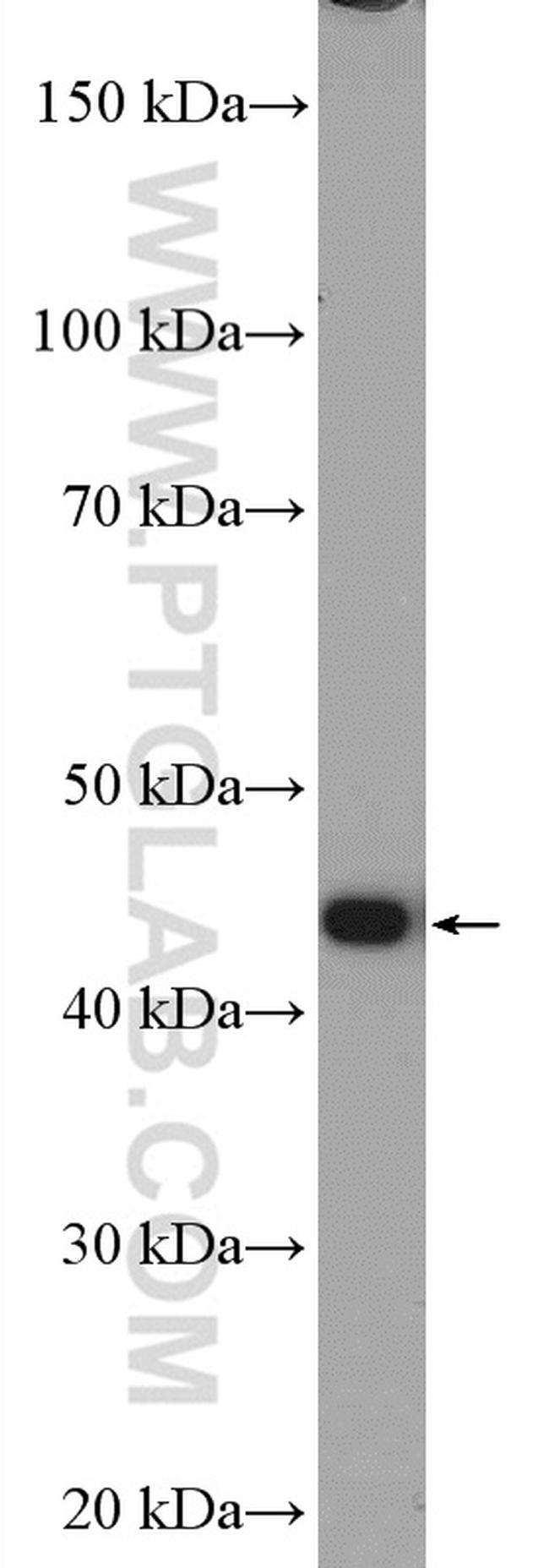 PA2G4 Antibody in Western Blot (WB)