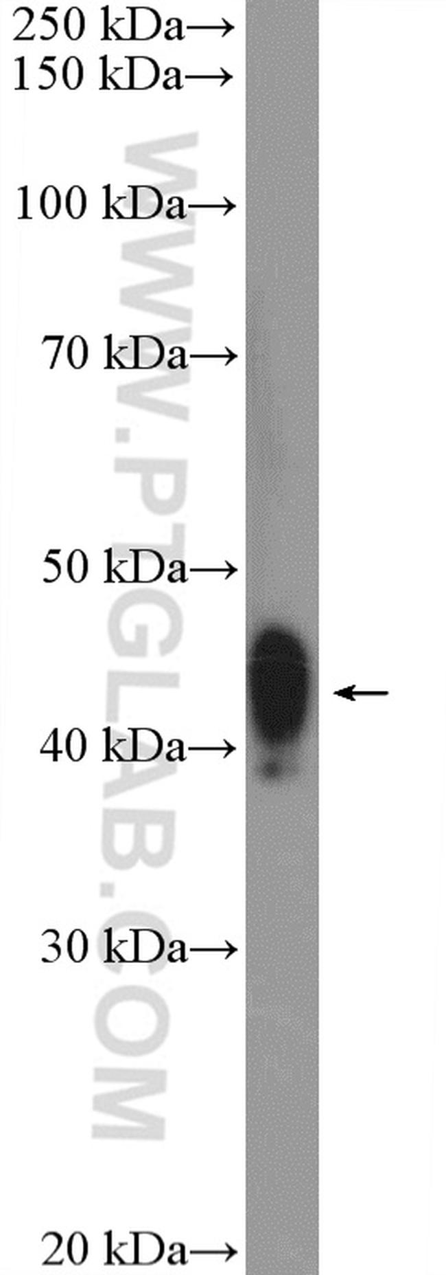 PA2G4 Antibody in Western Blot (WB)