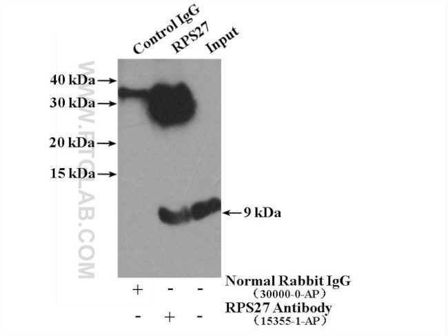 RPS27 Antibody in Immunoprecipitation (IP)