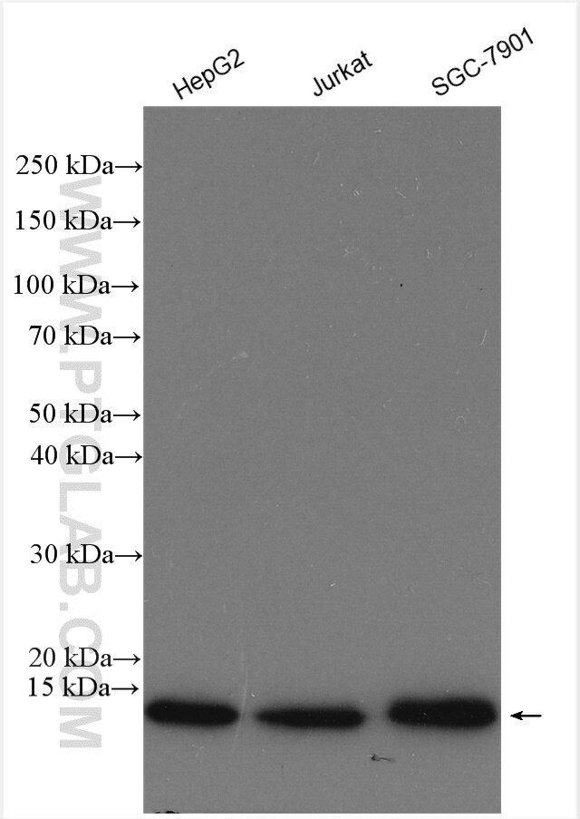 RPS27 Antibody in Western Blot (WB)