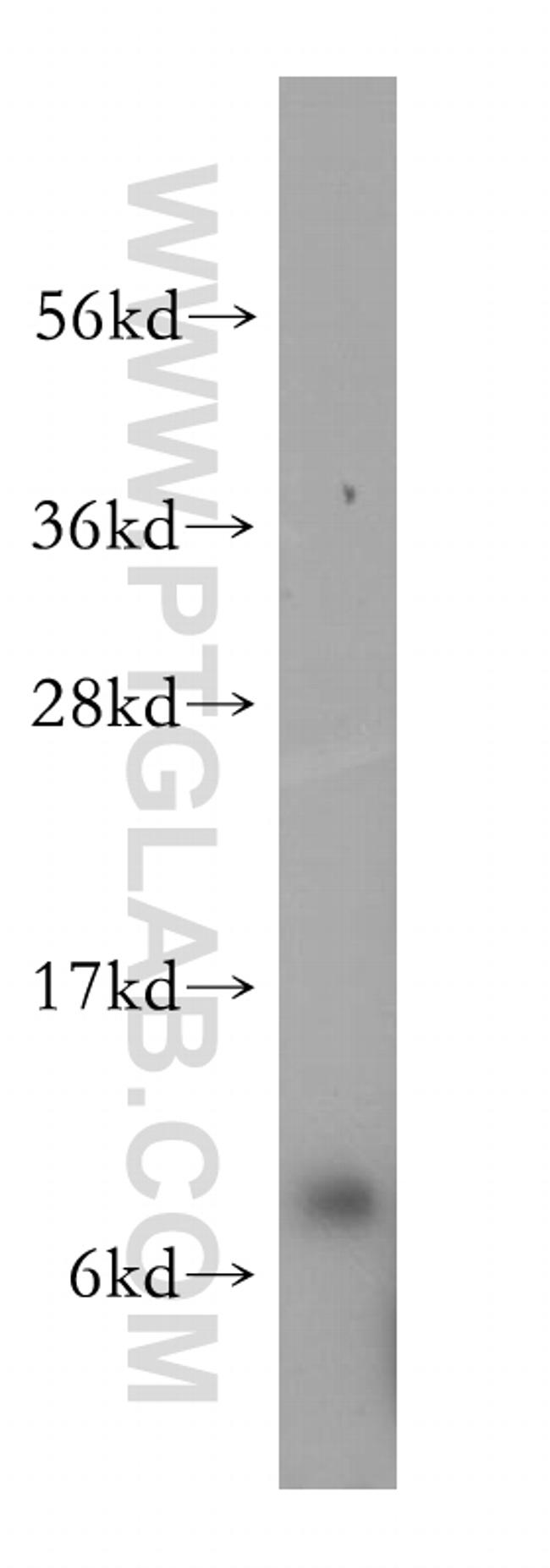 RPS27 Antibody in Western Blot (WB)