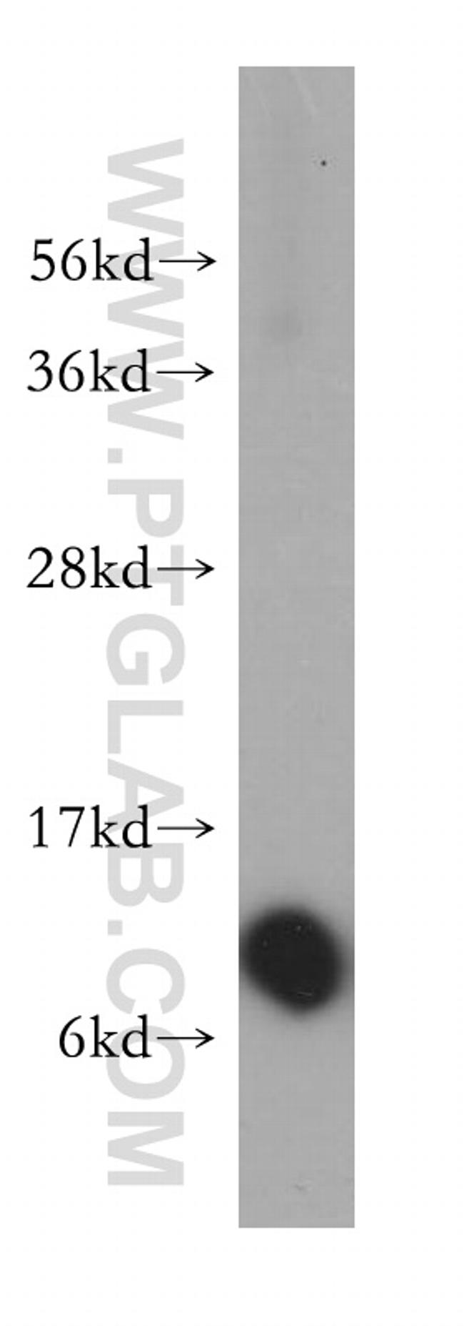 RPS27 Antibody in Western Blot (WB)