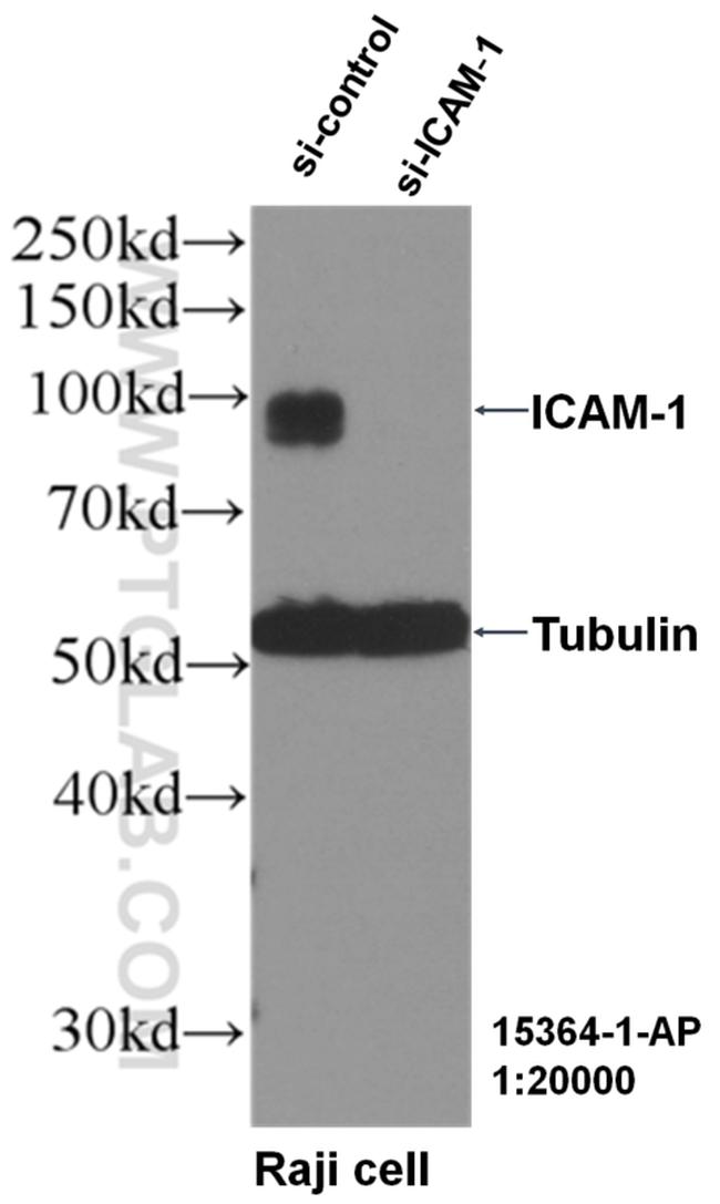 ICAM-1 Antibody in Western Blot (WB)