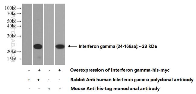 Interferon gamma Antibody in Western Blot (WB)