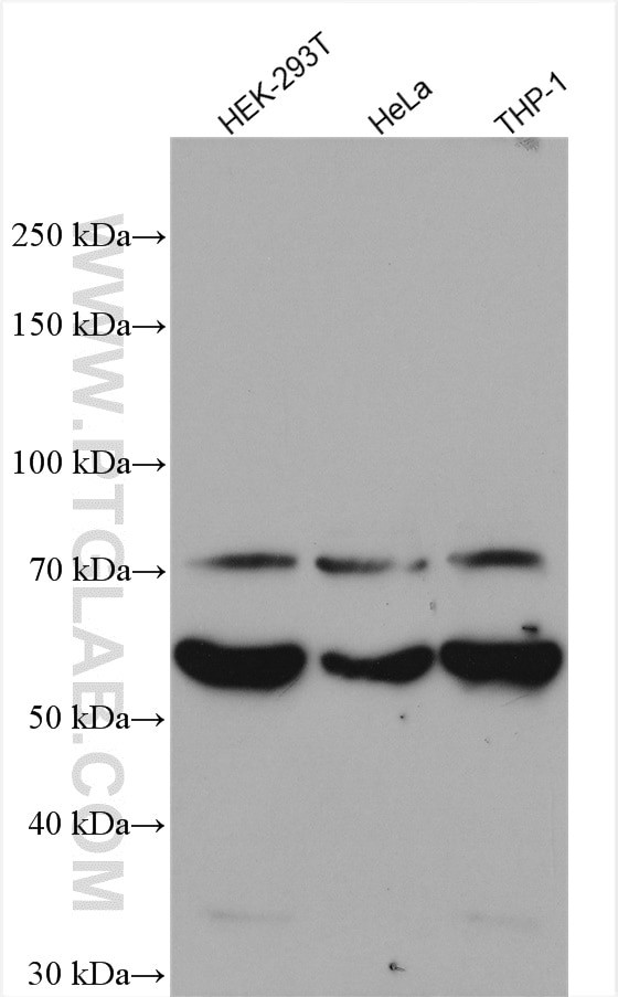 RIPK2 Antibody in Western Blot (WB)