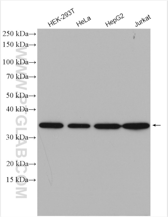 RPL6 Antibody in Western Blot (WB)