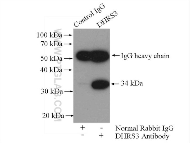 DHRS3 Antibody in Immunoprecipitation (IP)