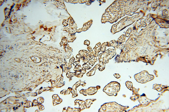 SEC13 Antibody in Immunohistochemistry (Paraffin) (IHC (P))