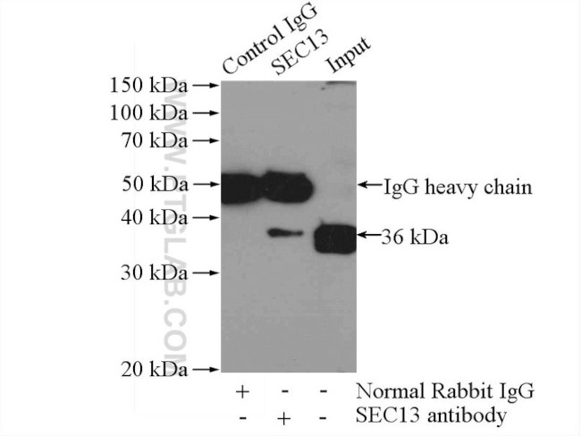 SEC13 Antibody in Immunoprecipitation (IP)