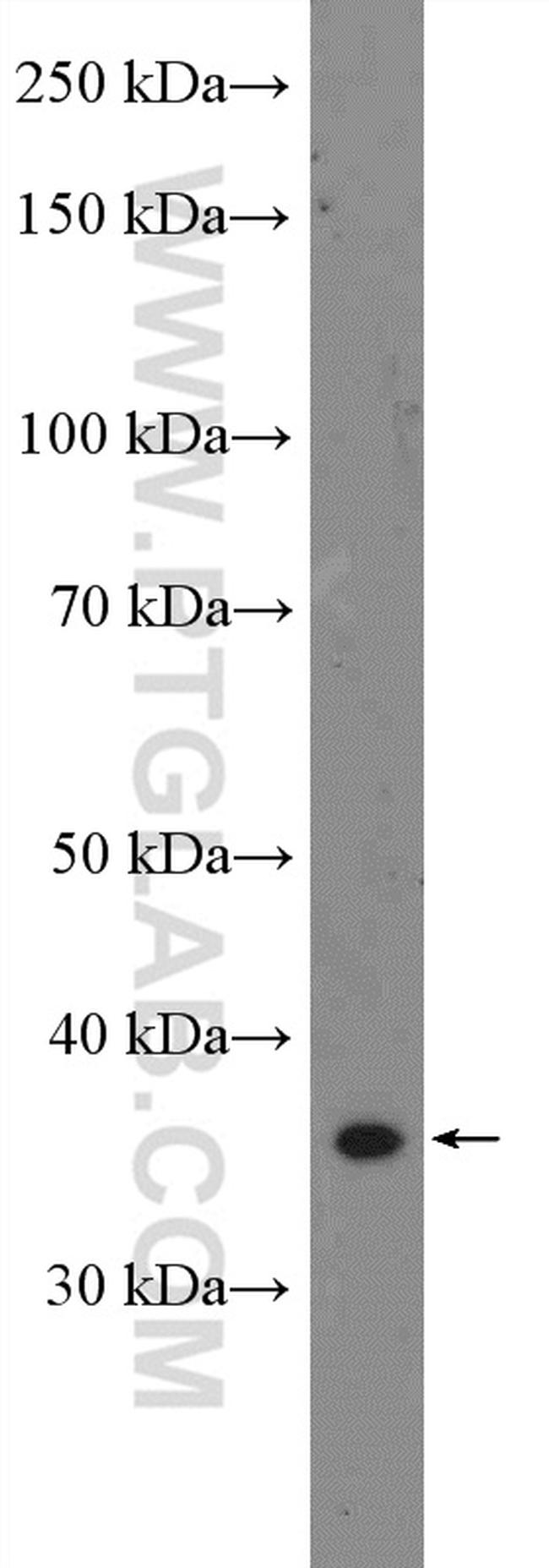 SEC13 Antibody in Western Blot (WB)