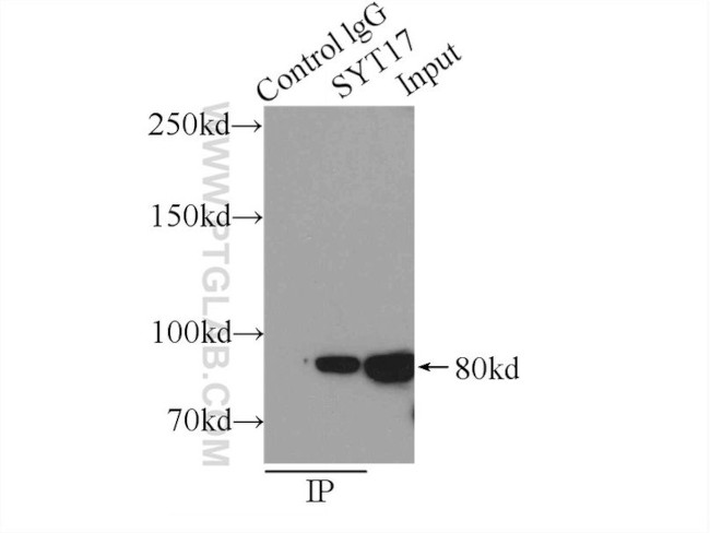 SYT17 Antibody in Immunoprecipitation (IP)