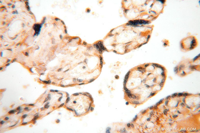 ANXA9 Antibody in Immunohistochemistry (Paraffin) (IHC (P))