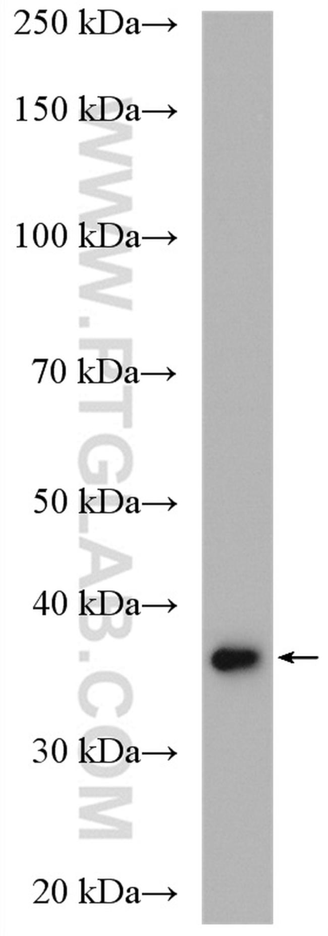 ANXA9 Antibody in Western Blot (WB)