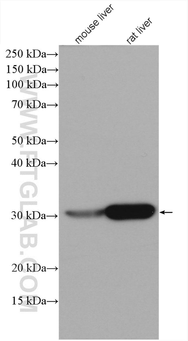 BDH1 Antibody in Western Blot (WB)