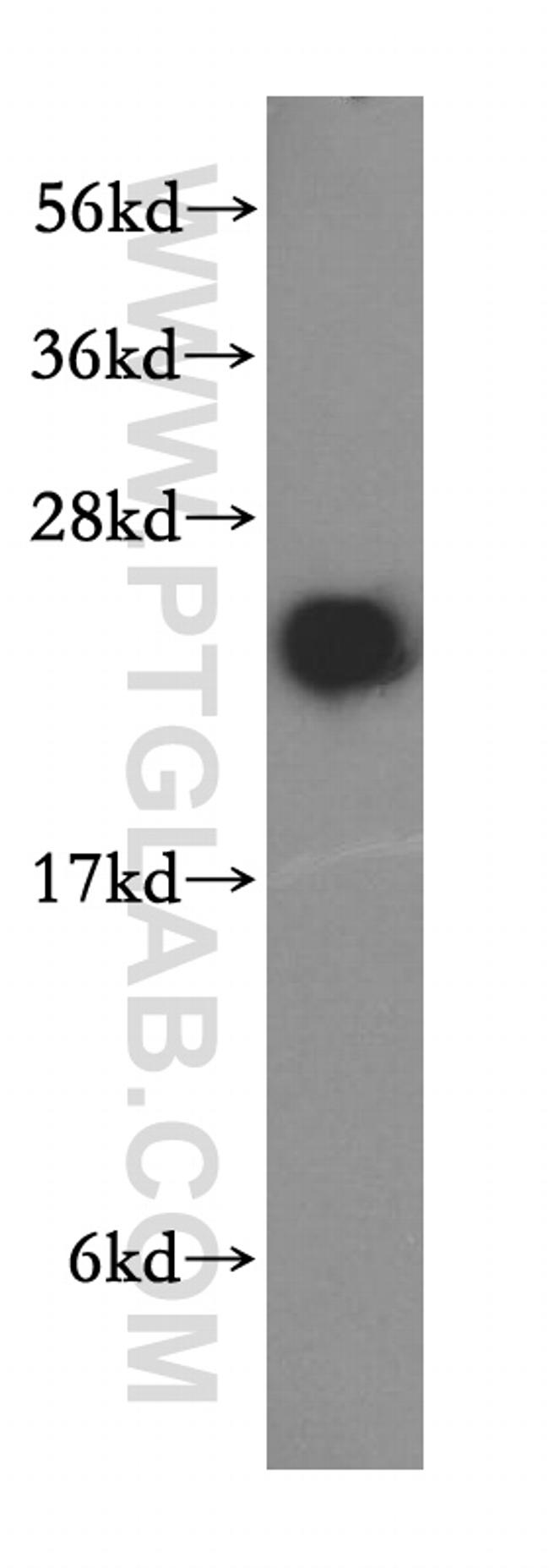 RAB2 Antibody in Western Blot (WB)