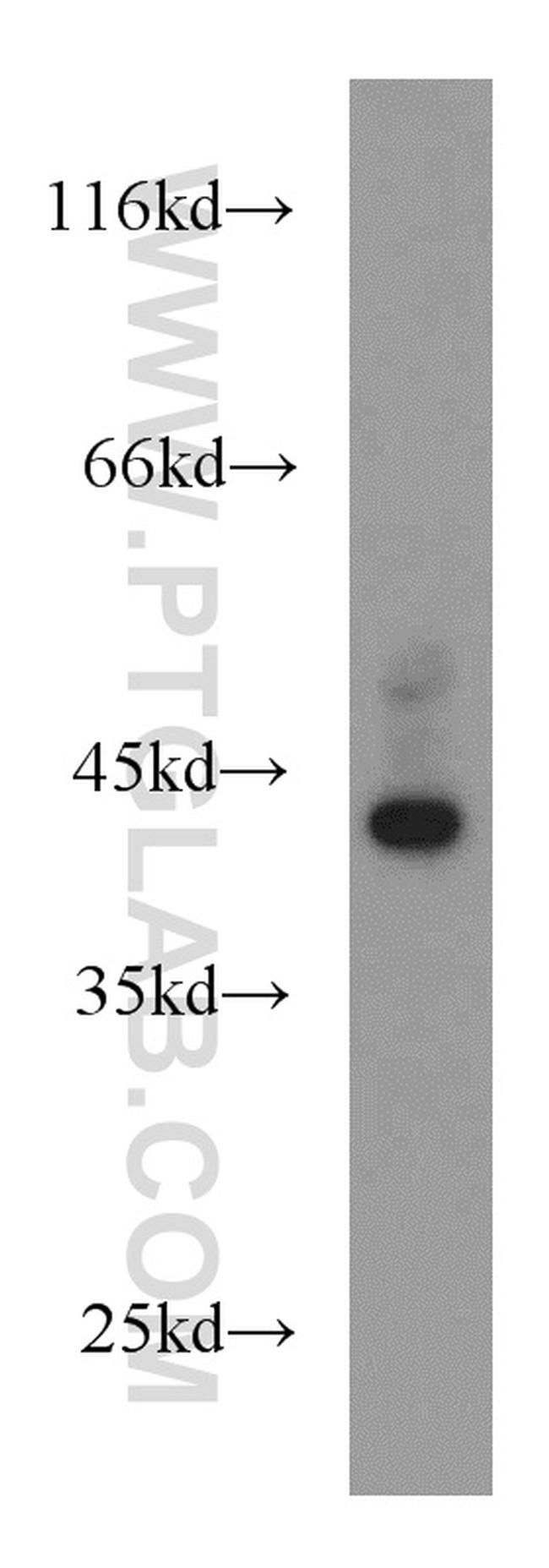 Bif-1 Antibody in Western Blot (WB)