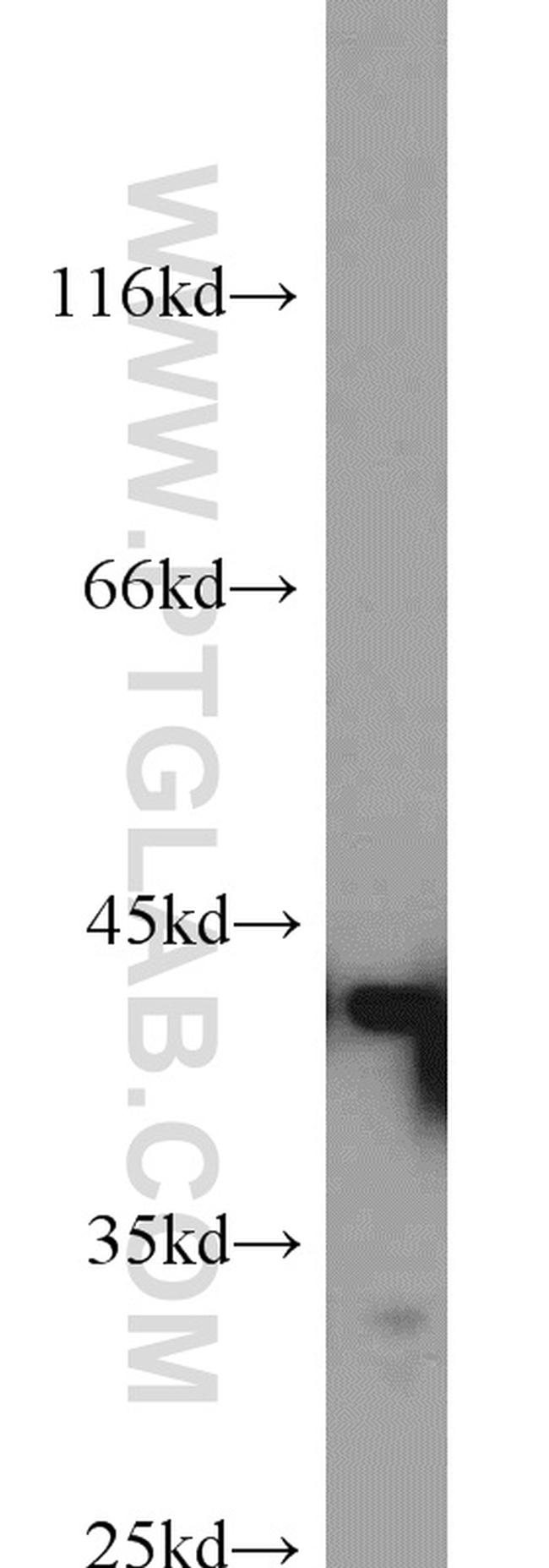 Bif-1 Antibody in Western Blot (WB)