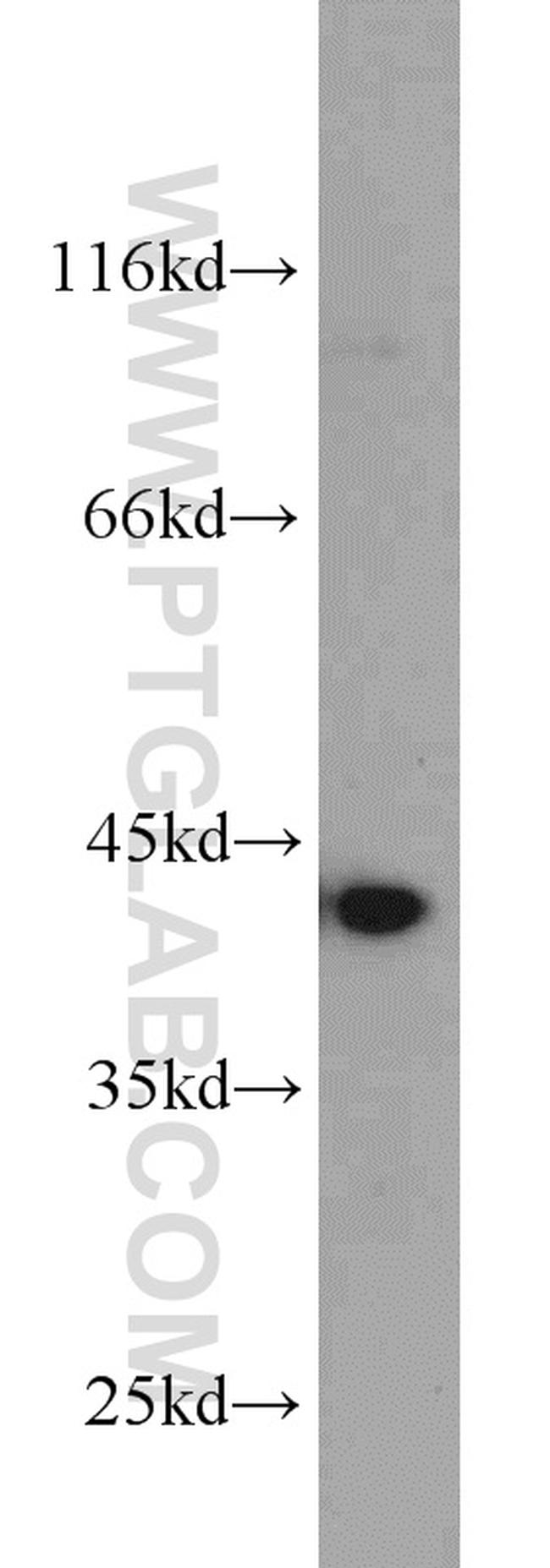 Bif-1 Antibody in Western Blot (WB)