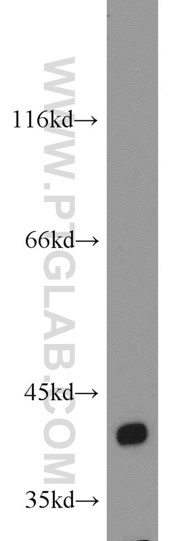 Bif-1 Antibody in Western Blot (WB)