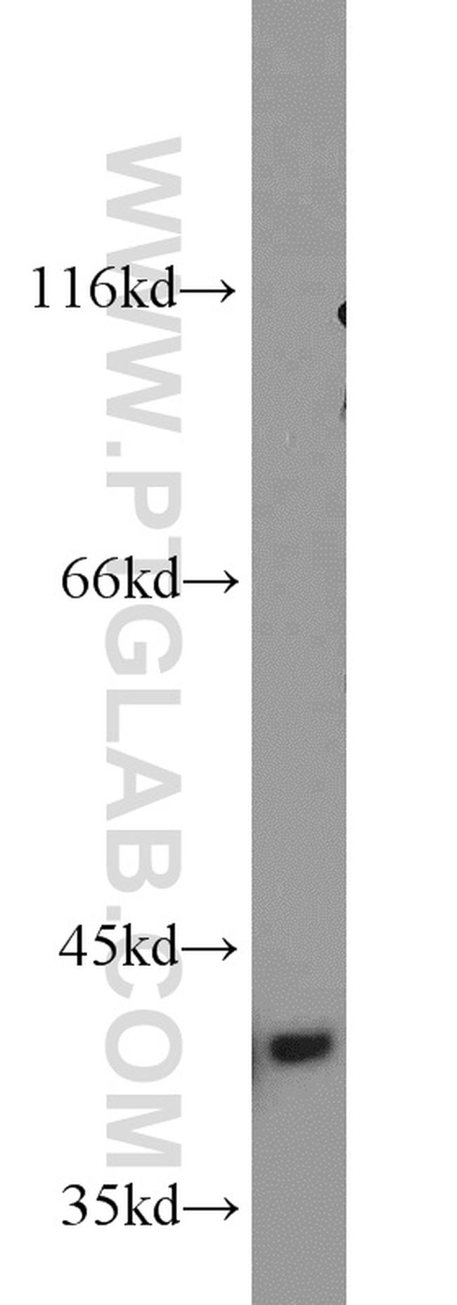 Bif-1 Antibody in Western Blot (WB)