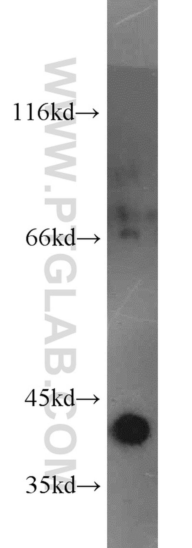 Bif-1 Antibody in Western Blot (WB)