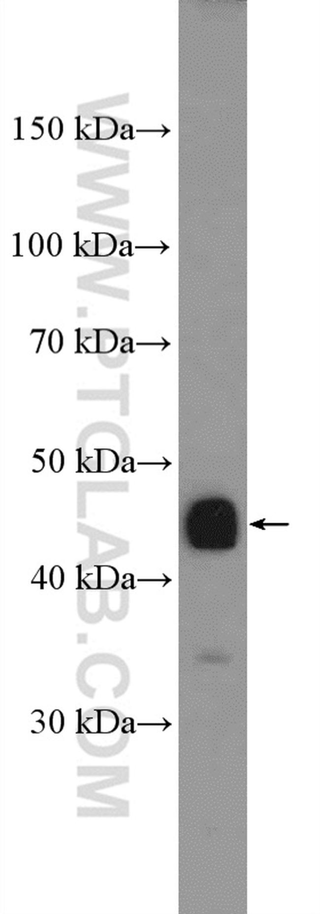 MAPKAPK3 Antibody in Western Blot (WB)