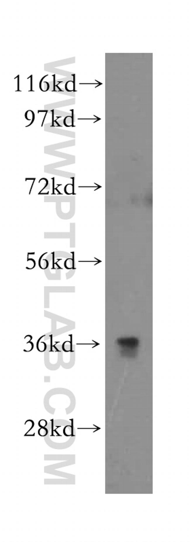 CD300LG Antibody in Western Blot (WB)