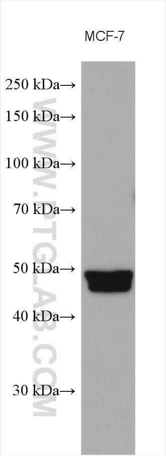 Alpha galactosidase A Antibody in Western Blot (WB)