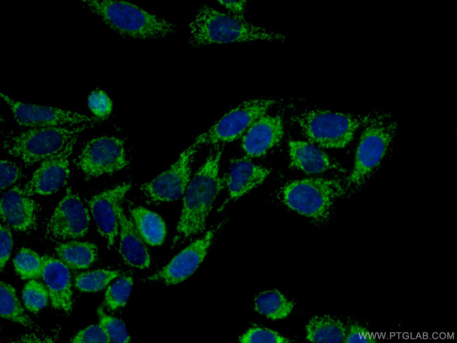 LONP1 Antibody in Immunocytochemistry (ICC/IF)