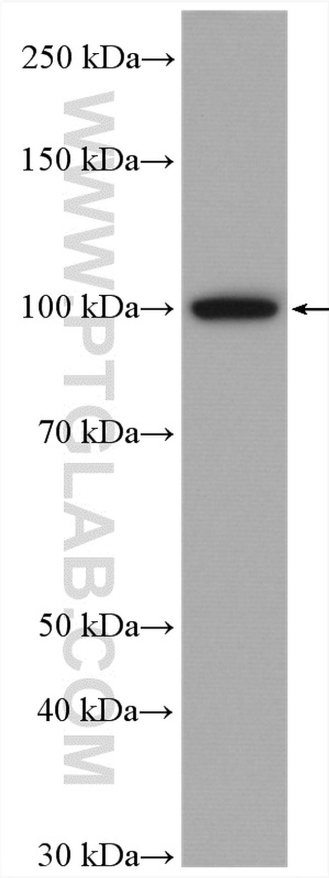 LONP1 Antibody in Western Blot (WB)