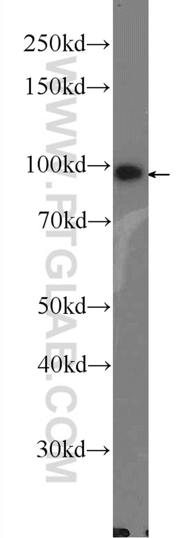 LONP1 Antibody in Western Blot (WB)