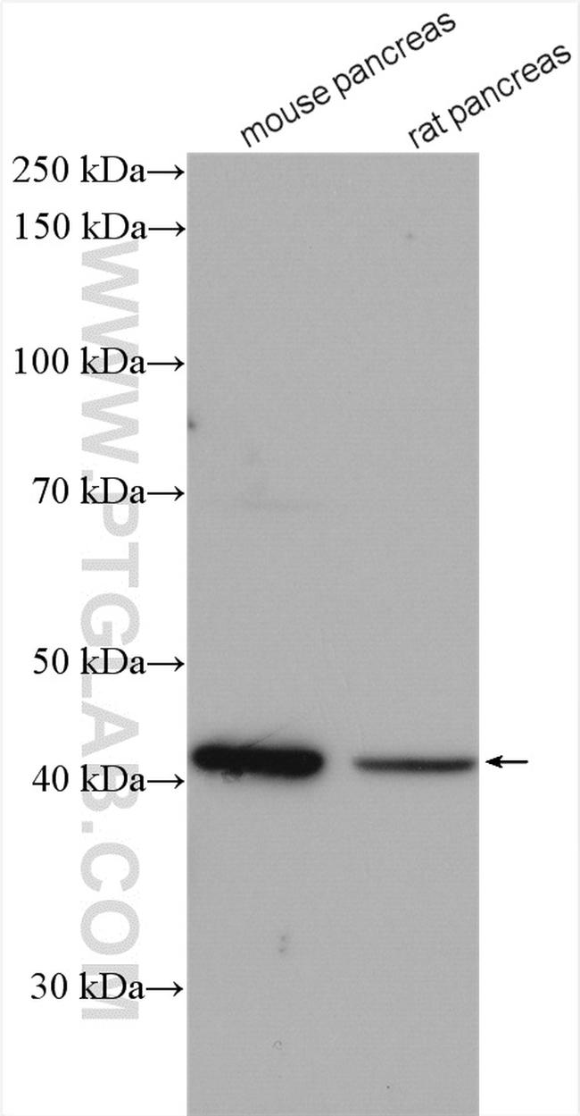 GMDS Antibody in Western Blot (WB)