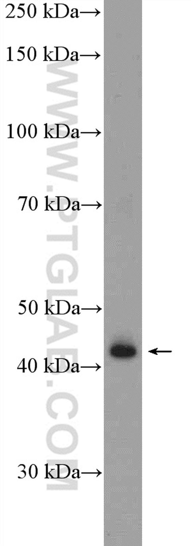 GMDS Antibody in Western Blot (WB)