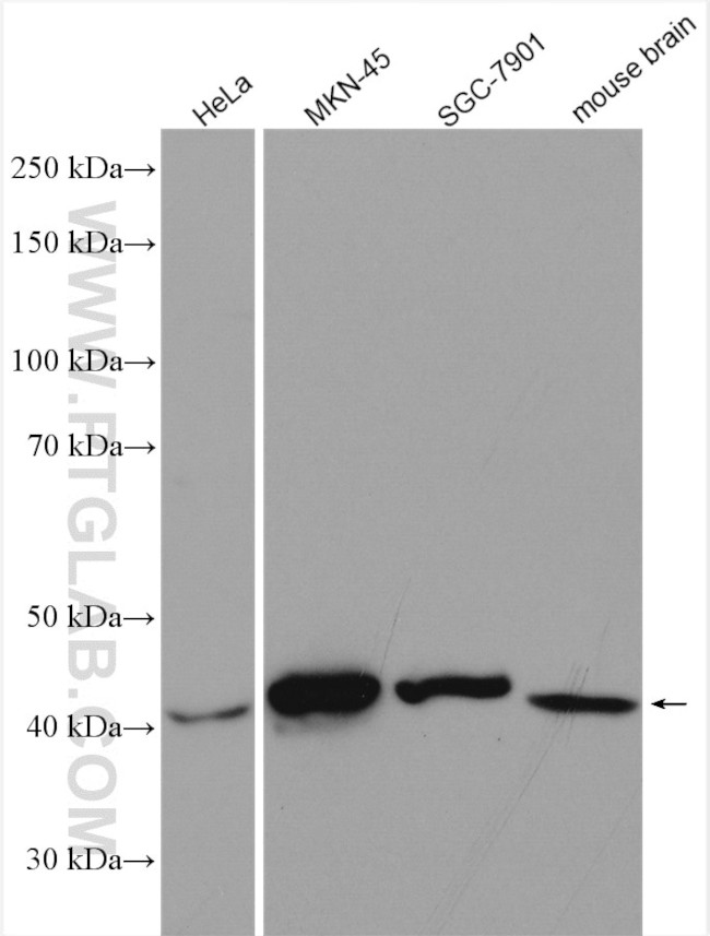 FA2H Antibody in Western Blot (WB)