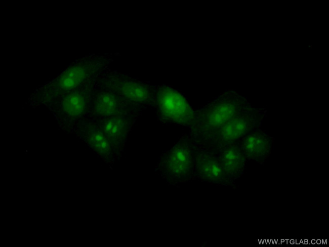 NOL12 Antibody in Immunocytochemistry (ICC/IF)