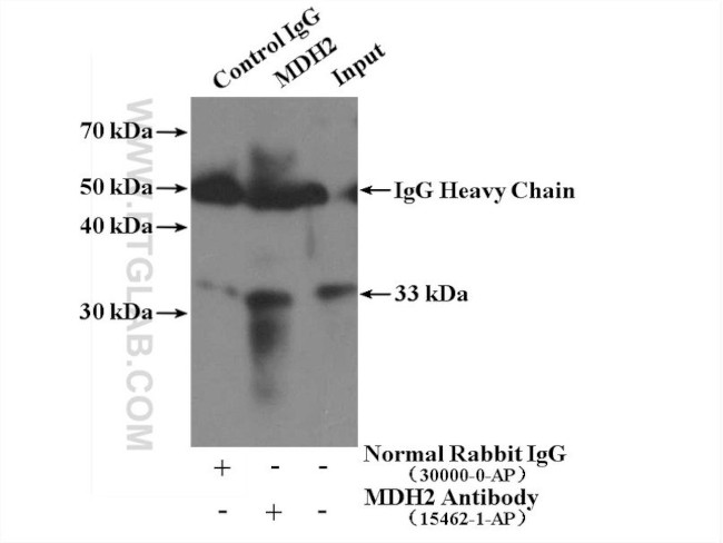 MDH2 Antibody in Immunoprecipitation (IP)