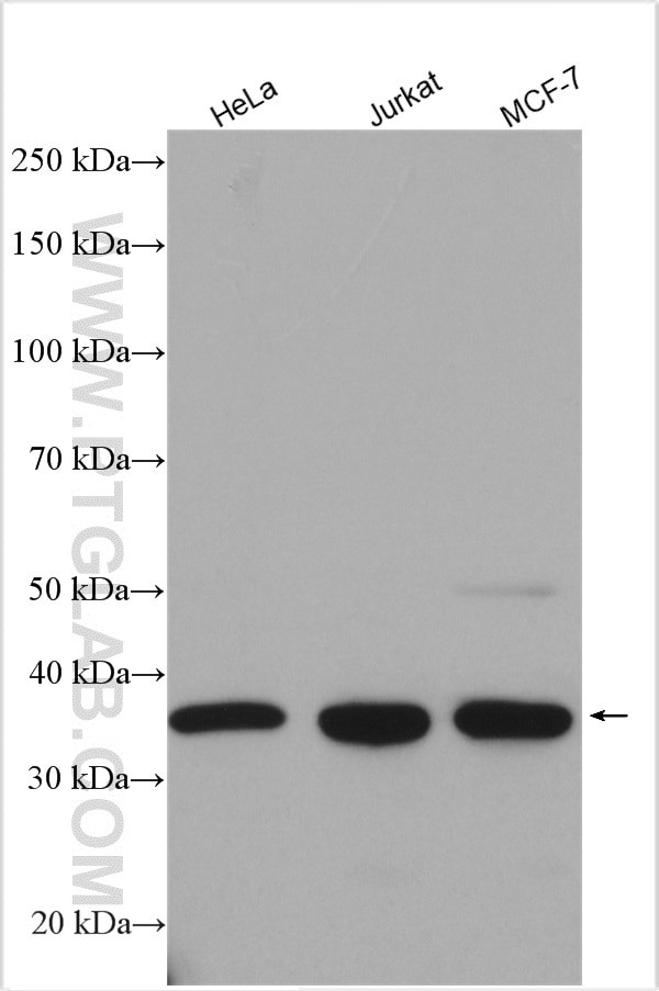 TRADD Antibody in Western Blot (WB)